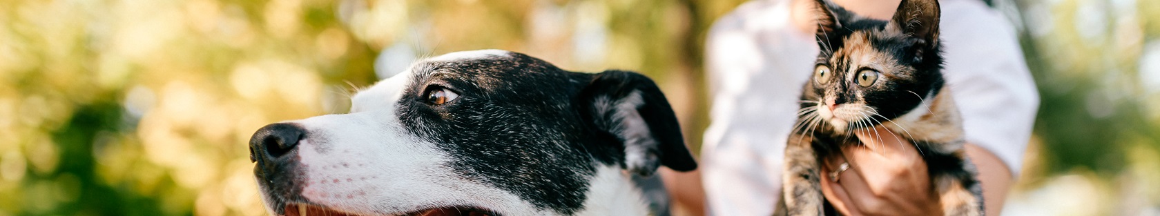 Portrait of dog on background of young girl with kitten in her hands